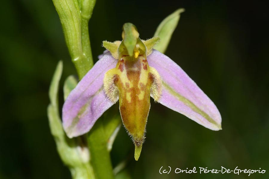 Ophrys apifera var. trolii (ophrys abeille)