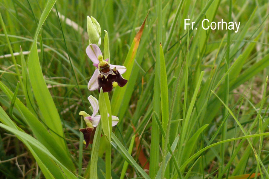 Ophrys apifera