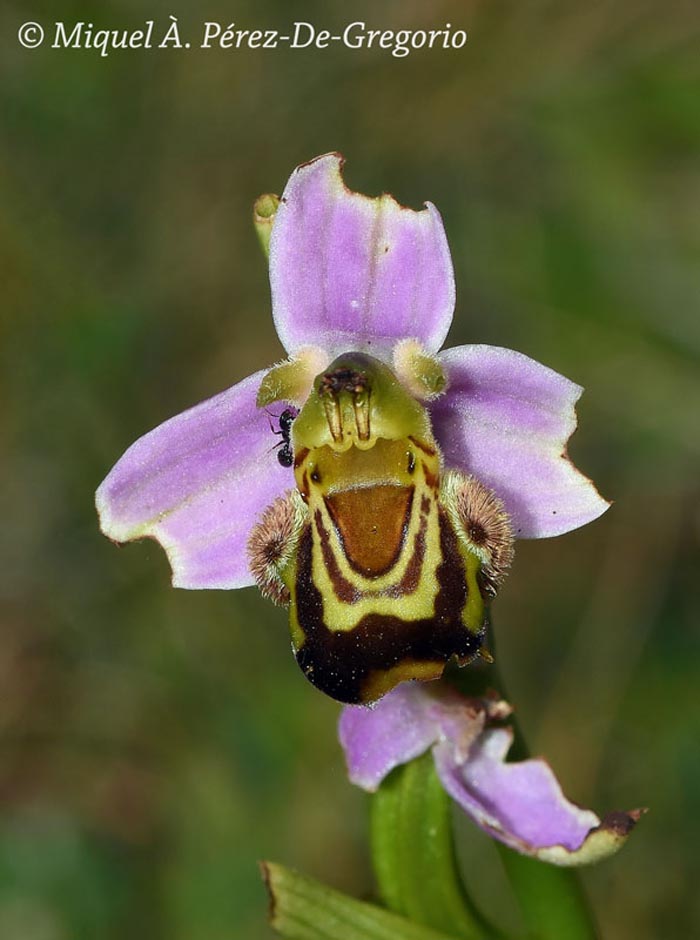 Ophrys apifera