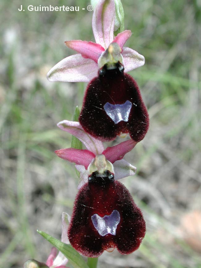 Ophrys bertolonii (Ophrys aurelia) (ophrys aurélien)