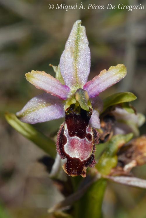 Ophrys catalaunica