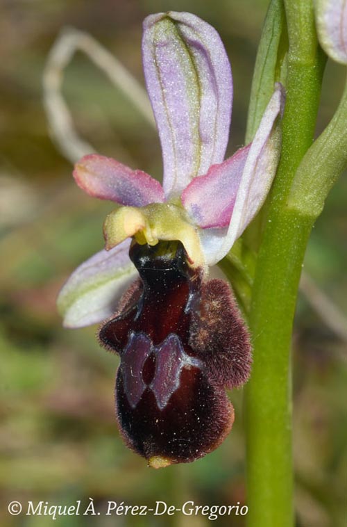 Ophrys catalaunica