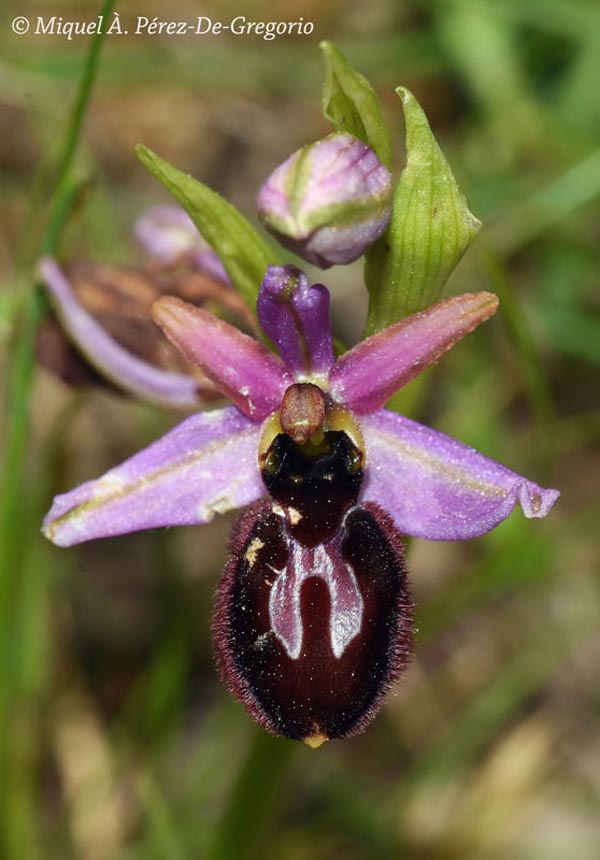 Ophrys catalaunica