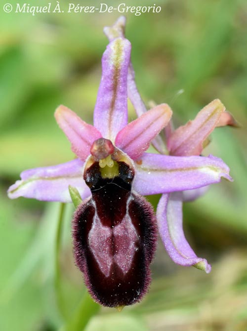 Ophrys catalaunica