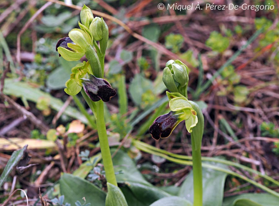 Ophrys forestieri (Ophrys fusca)
