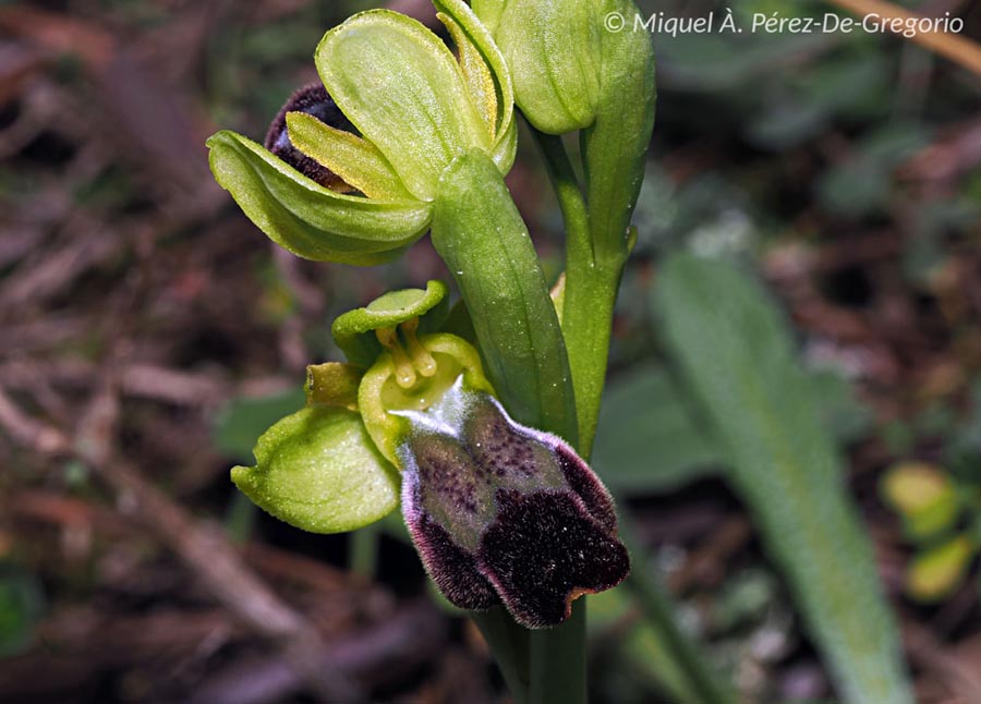 Ophrys forestieri (Ophrys fusca)