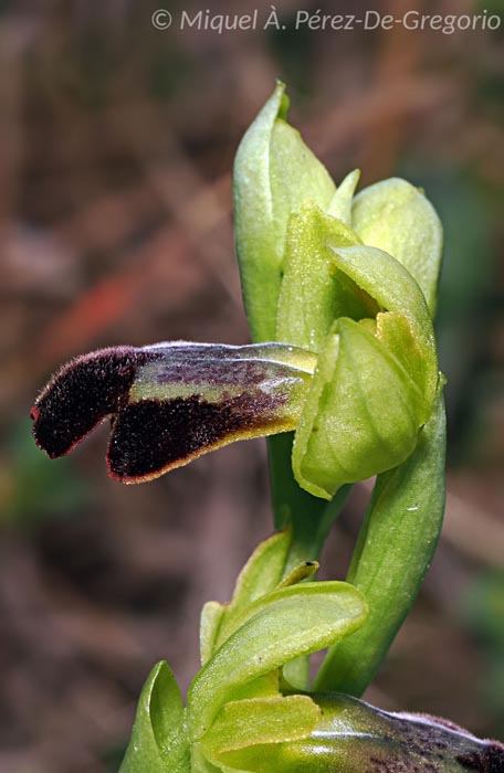 Ophrys forestieri (Ophrys fusca)