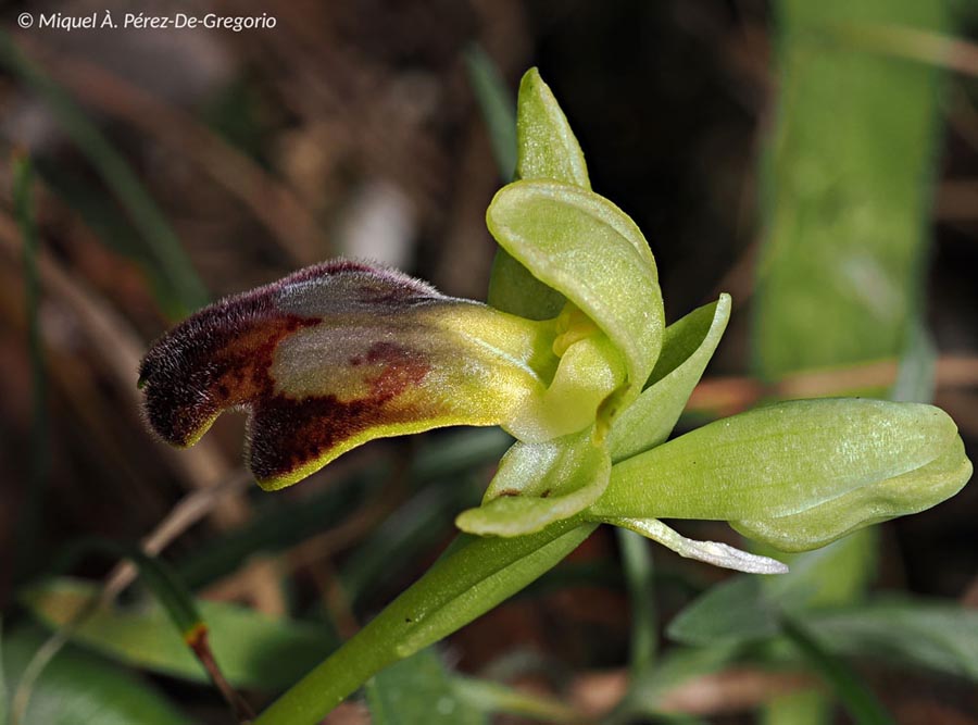 Ophrys forestieri (Ophrys fusca)