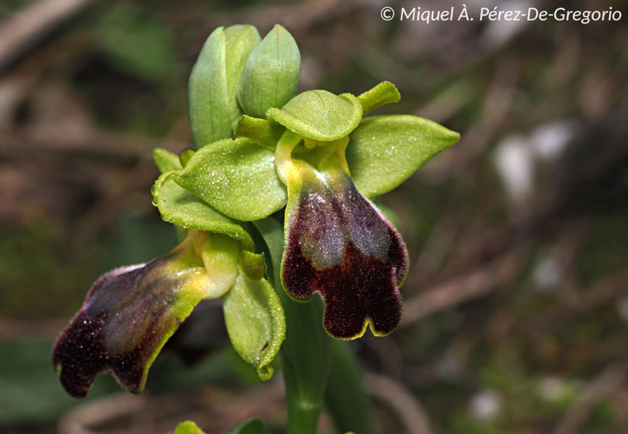 Ophrys forestieri (Ophrys fusca)