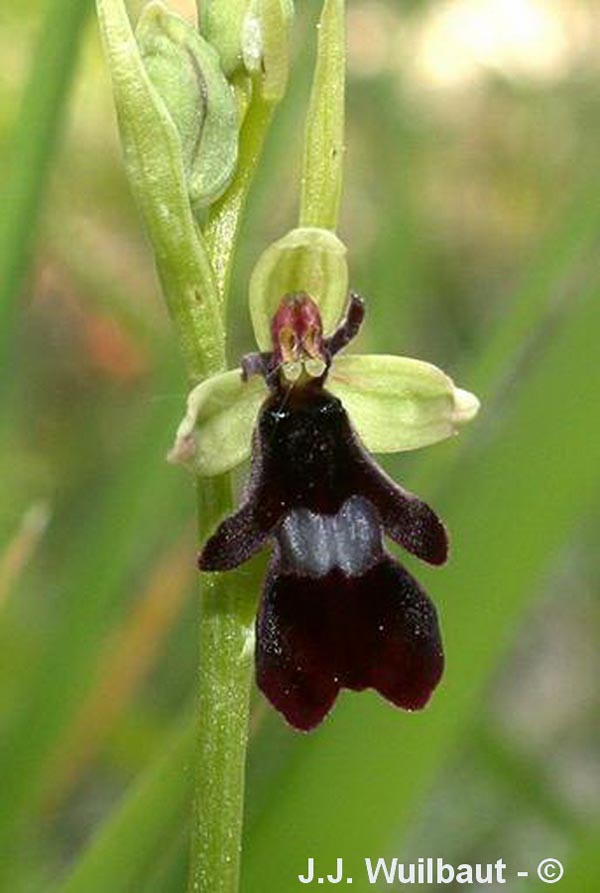 Ophrys insectifera (ophrys mouche)