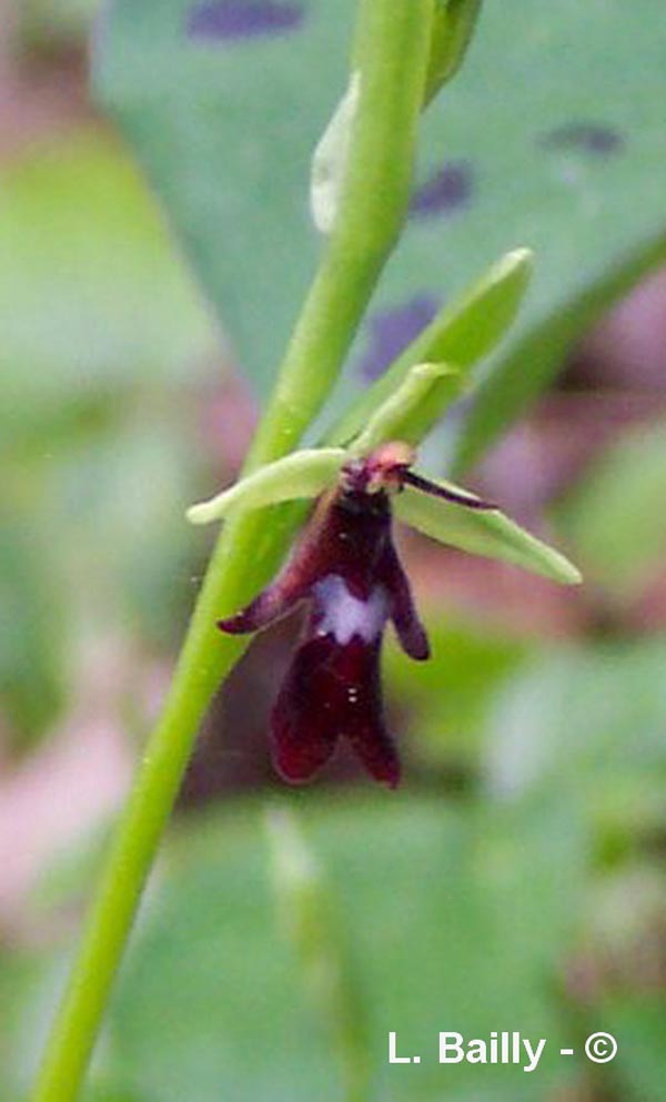 Ophrys insectifera (ophrys mouche)