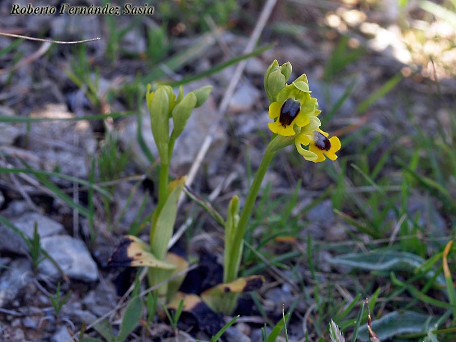 Ophrys lutea