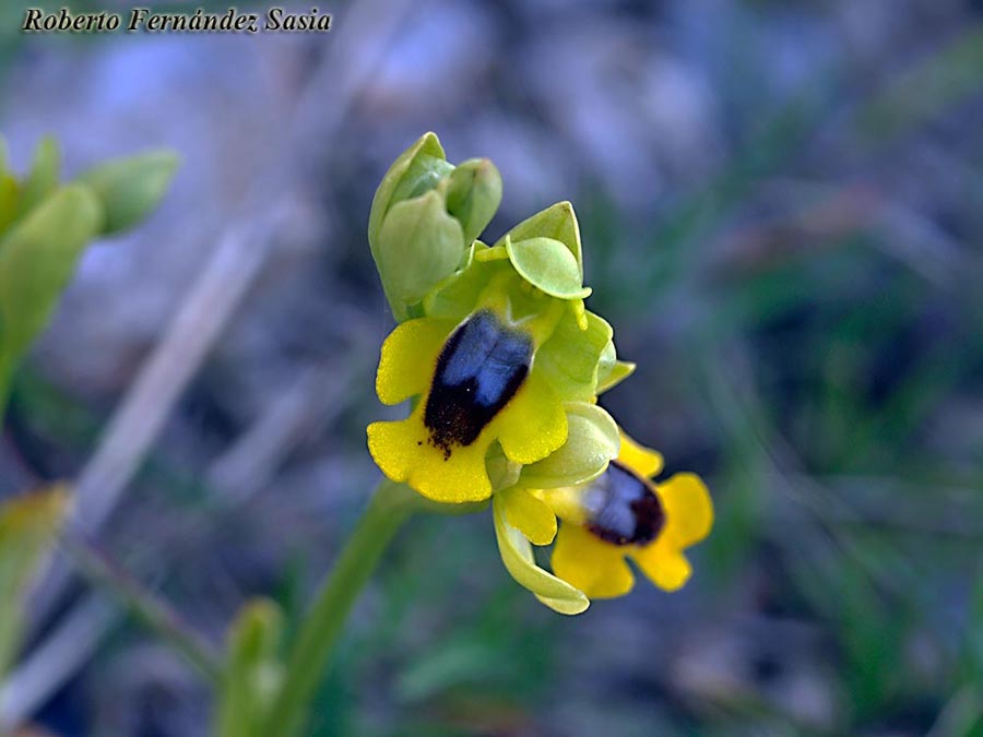 Ophrys lutea