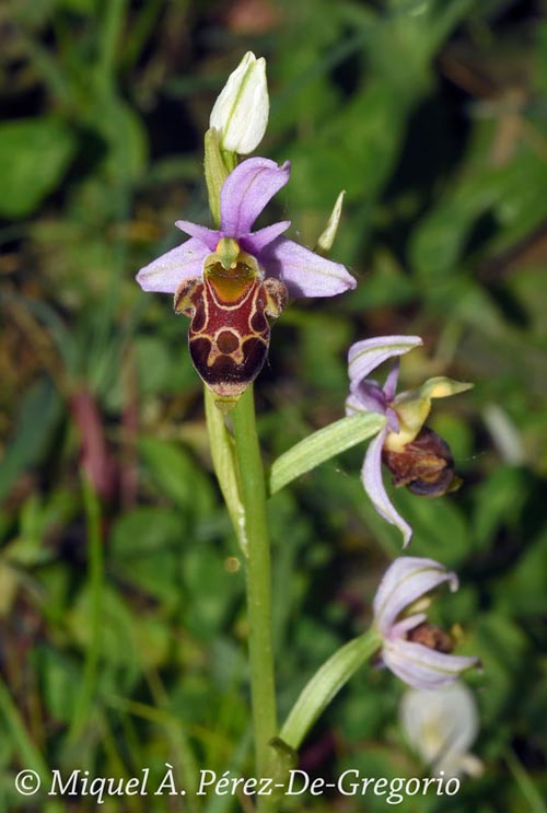 Ophrys scolopax (ophrys bécasse)