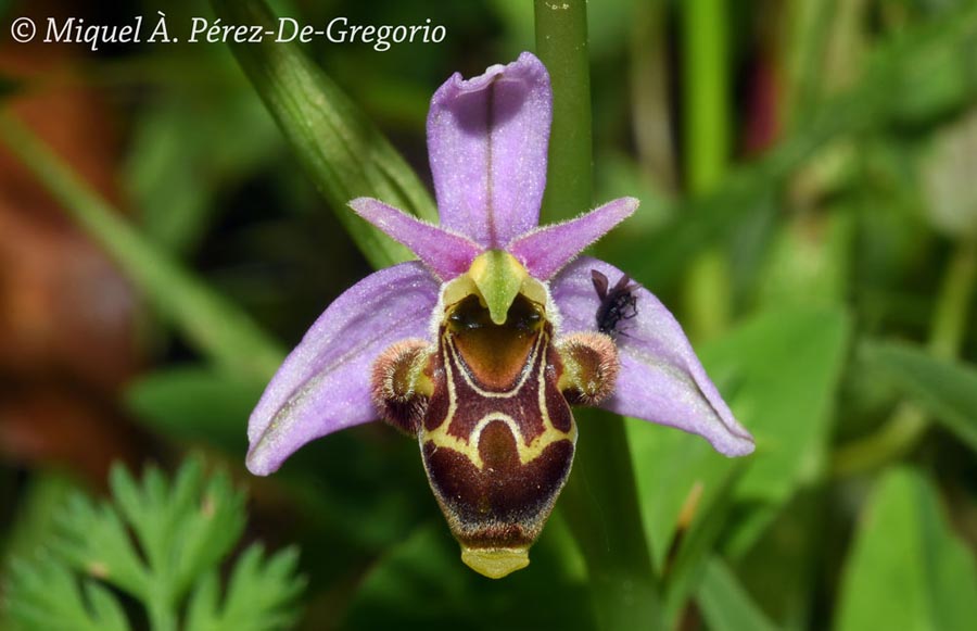 Ophrys scolopax (ophrys bécasse)