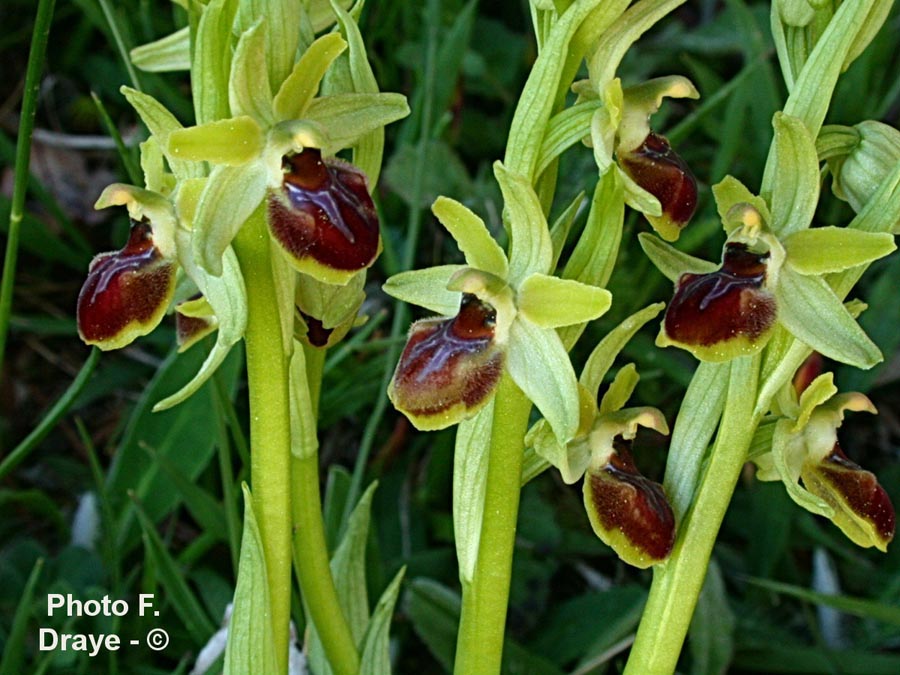 Ophrys sphegodes (Ophrys aranifera)