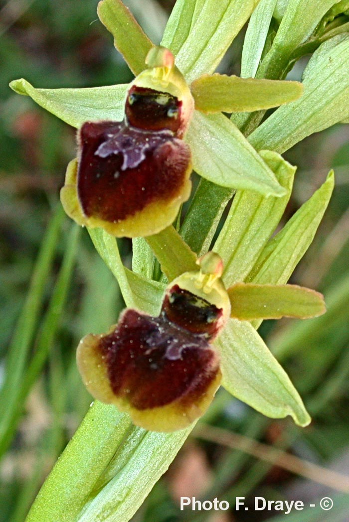 Ophrys sphegodes (Ophrys aranifera)