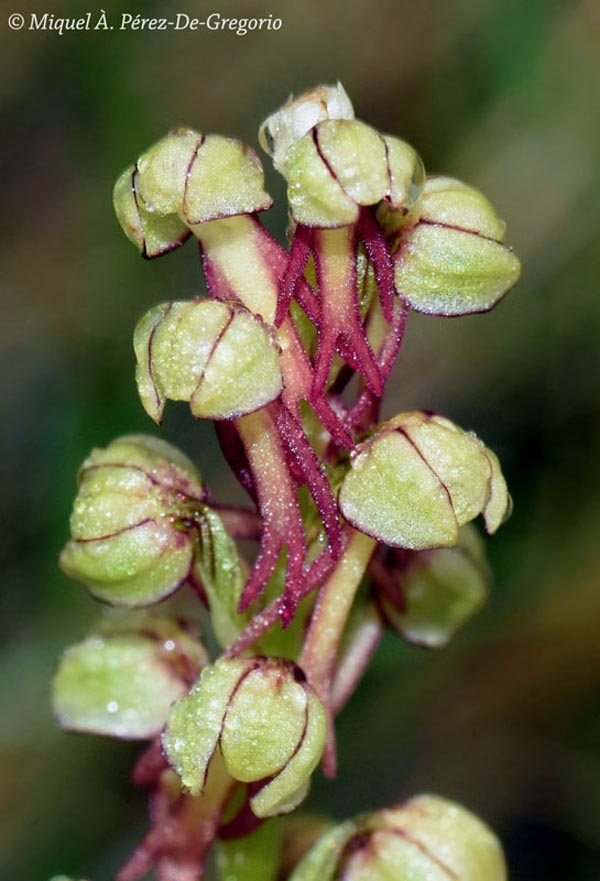 Orchis anthropophora