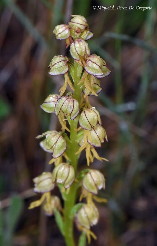 Orchis anthropophora