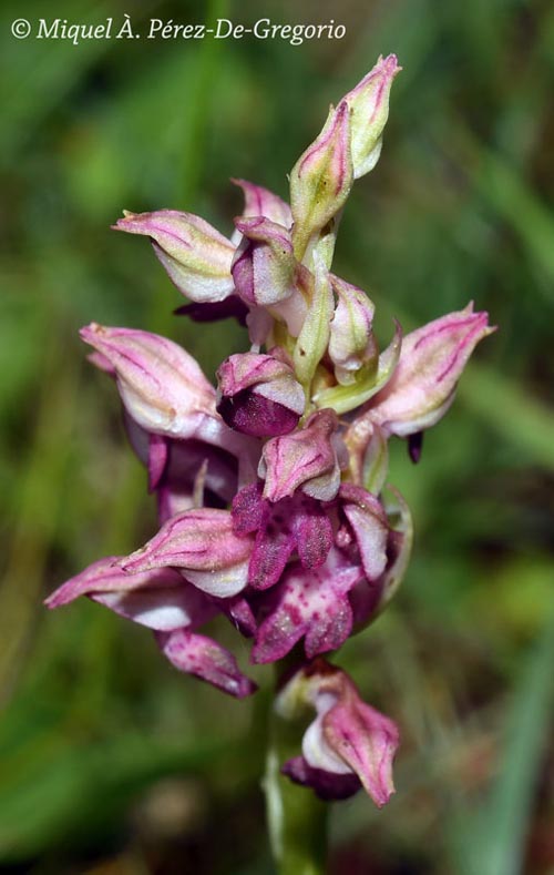 Orchis coriophora