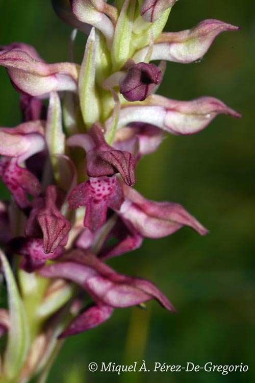 Orchis coriophora