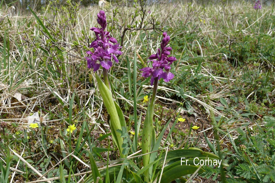 Orchis mascula