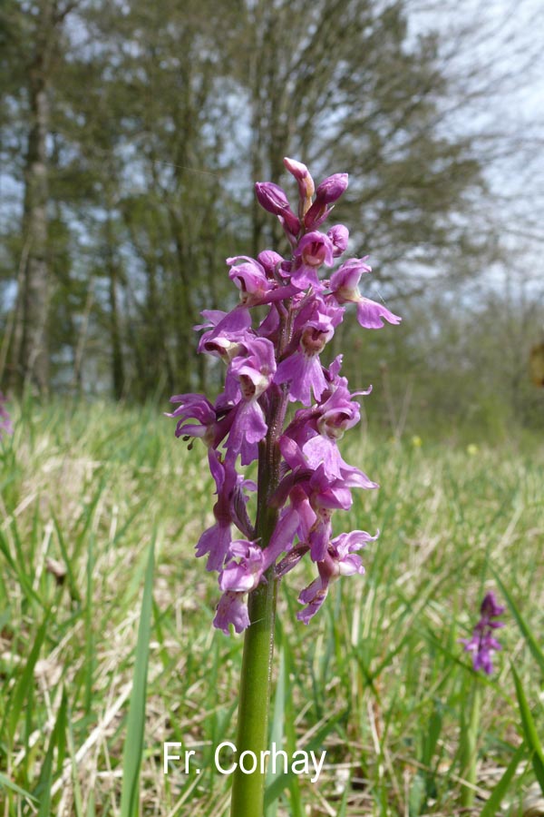 Orchis mascula