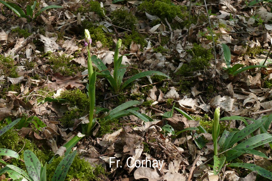 Orchis mascula