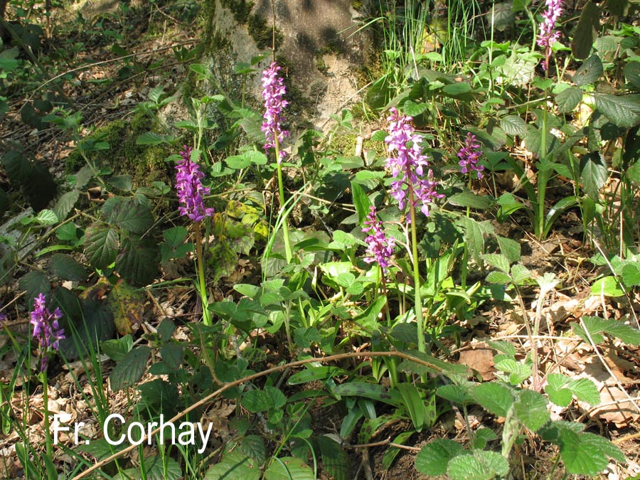 Orchis mascula