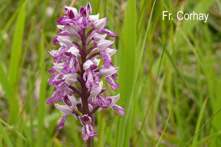 Orchis militaris