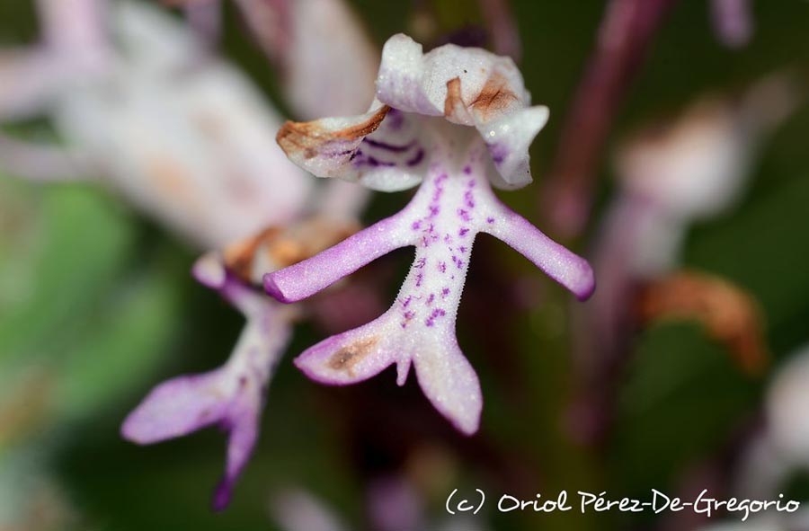 Orchis militaris