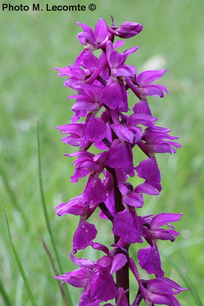 Orchis morio (Anacamptis morio)