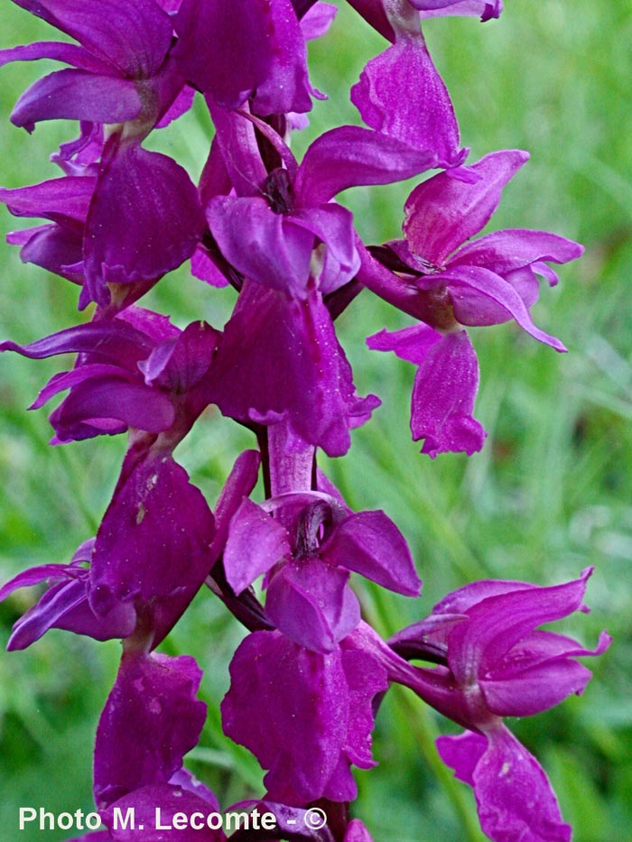 Orchis morio (Anacamptis morio)