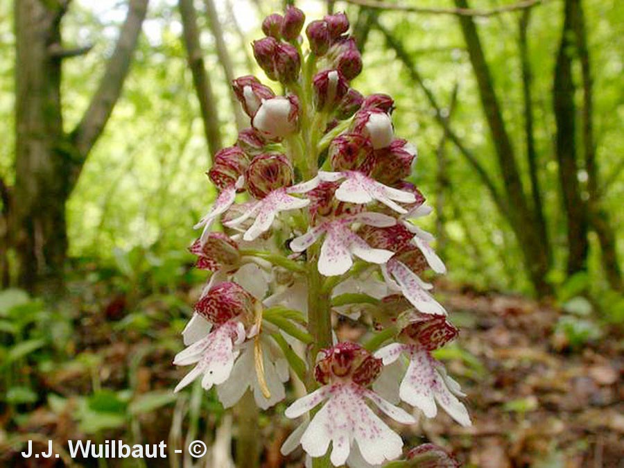 Orchis purpurea (orchis pourpré)