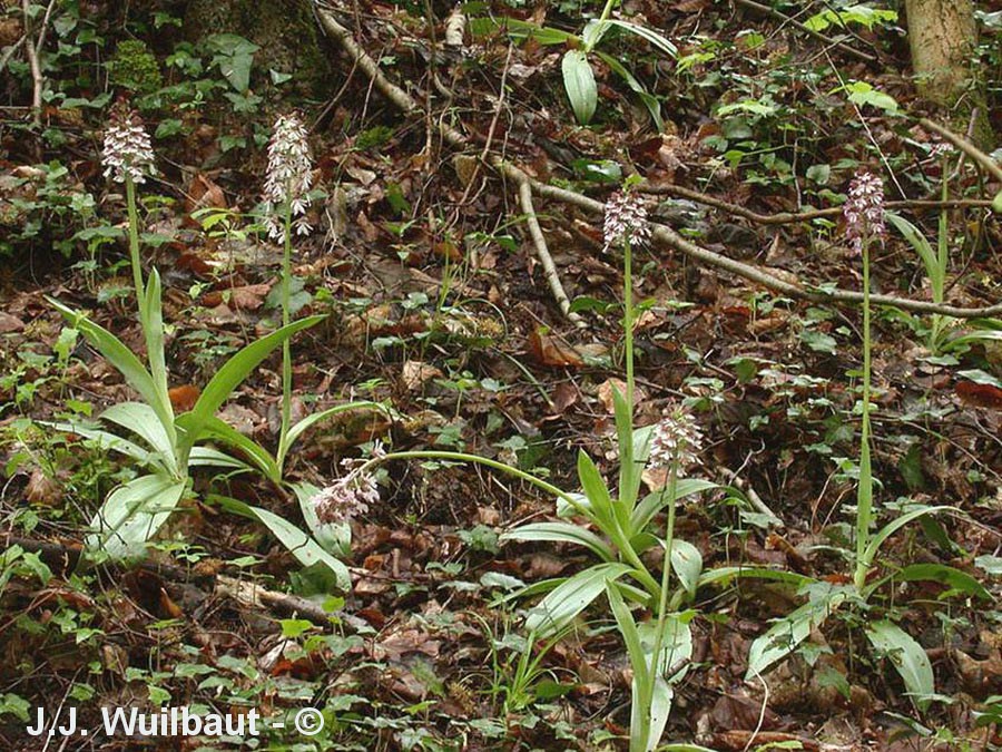Orchis purpurea (orchis pourpré)