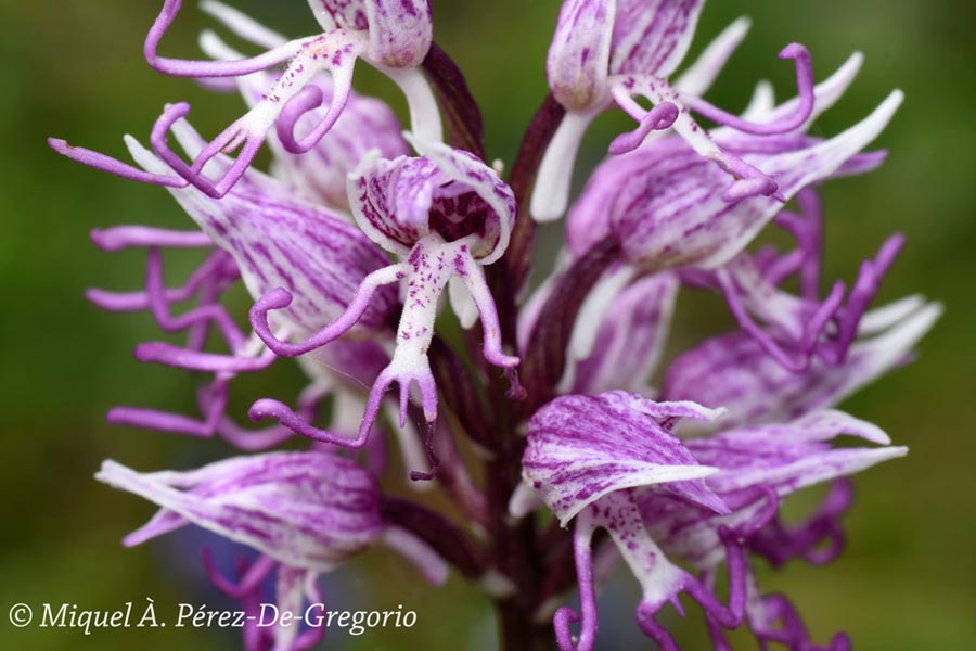 Orchis simia