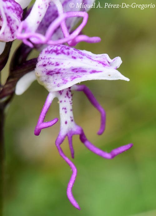 Orchis simia