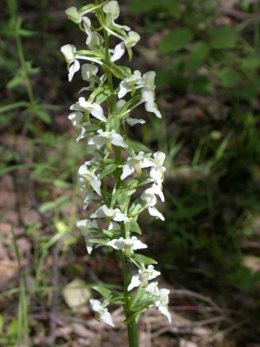 Platanthera chloranta