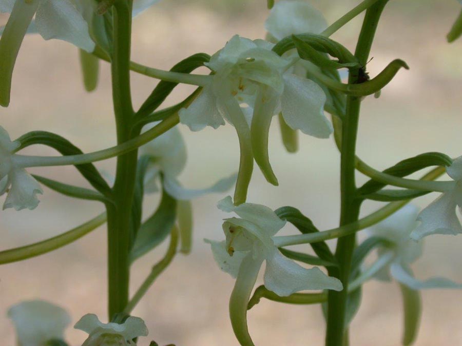 Platanthera chloranta