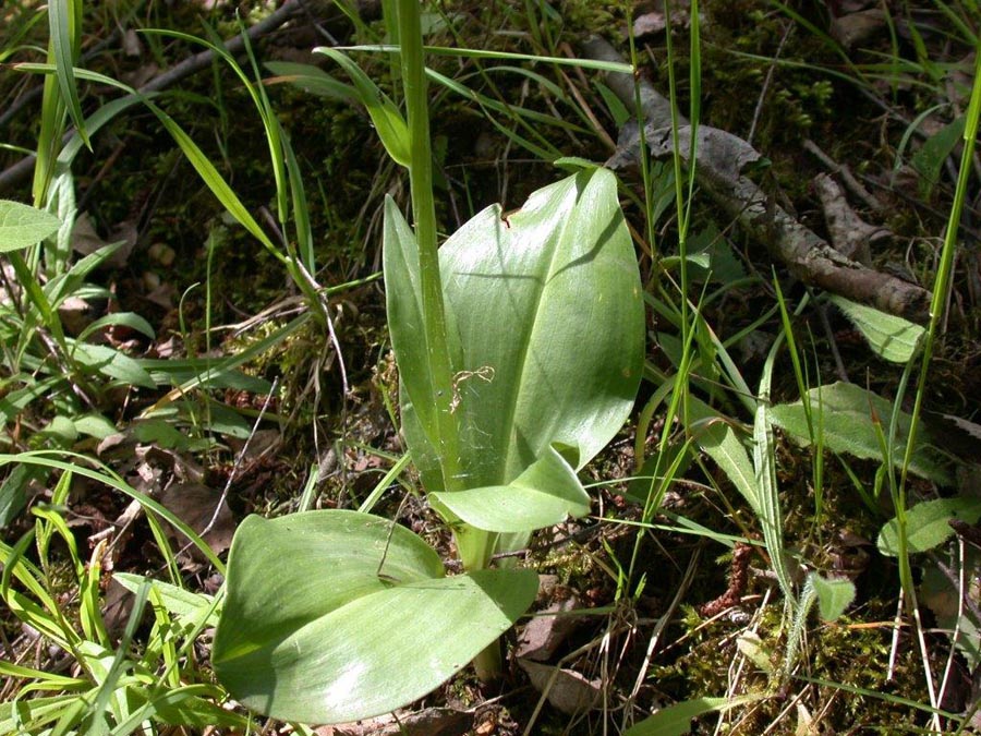 Platanthera chloranta
