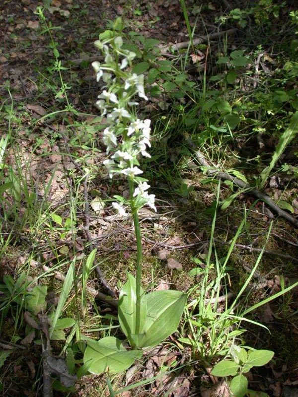 Platanthera chloranta