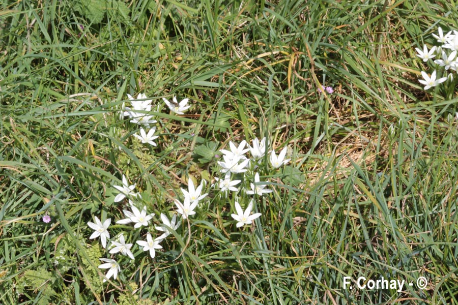 Ornithogalum orthophyllum (ornithogale des Etrusques)