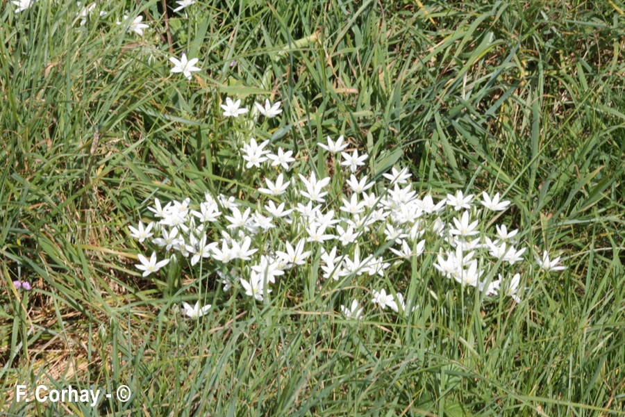 Ornithogalum orthophyllum (ornithogale des Etrusques)