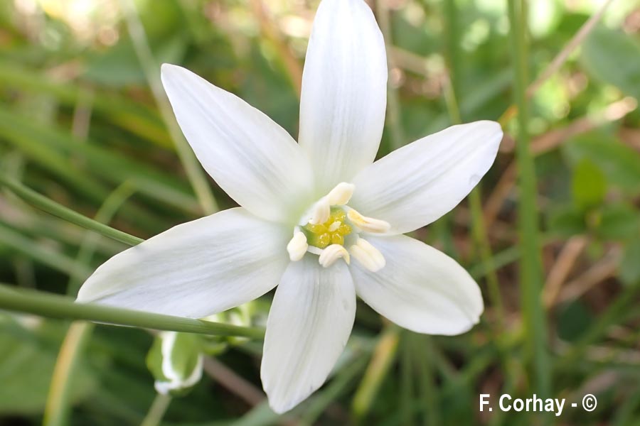 Ornithogalum orthophyllum (ornithogale des Etrusques)
