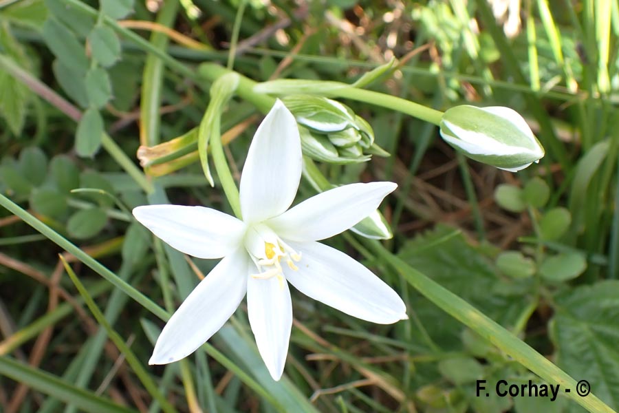 Ornithogalum orthophyllum (ornithogale des Etrusques)