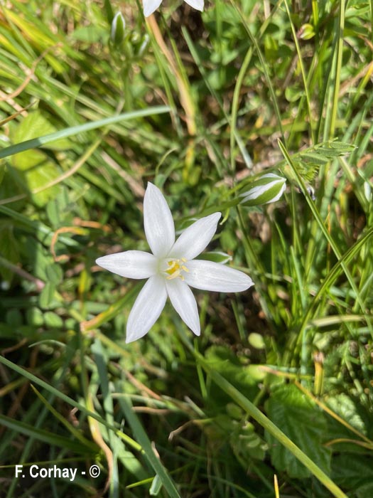 Ornithogalum orthophyllum (ornithogale des Etrusques)