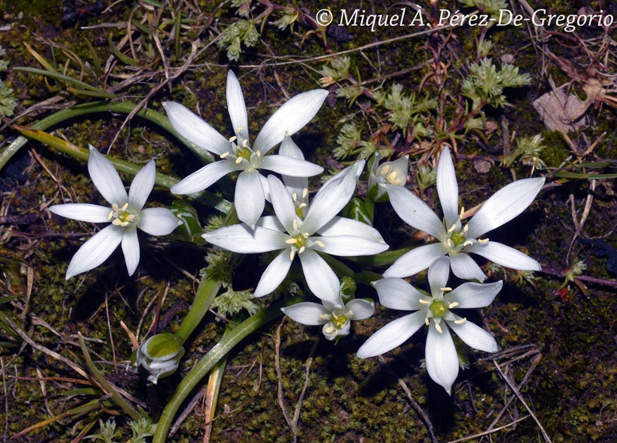 Ornithogalum umbellatum