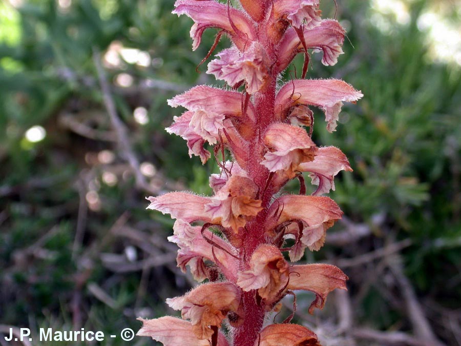 Orobanche amethystea (orobanche du panicaut, couleur d'améthyste)