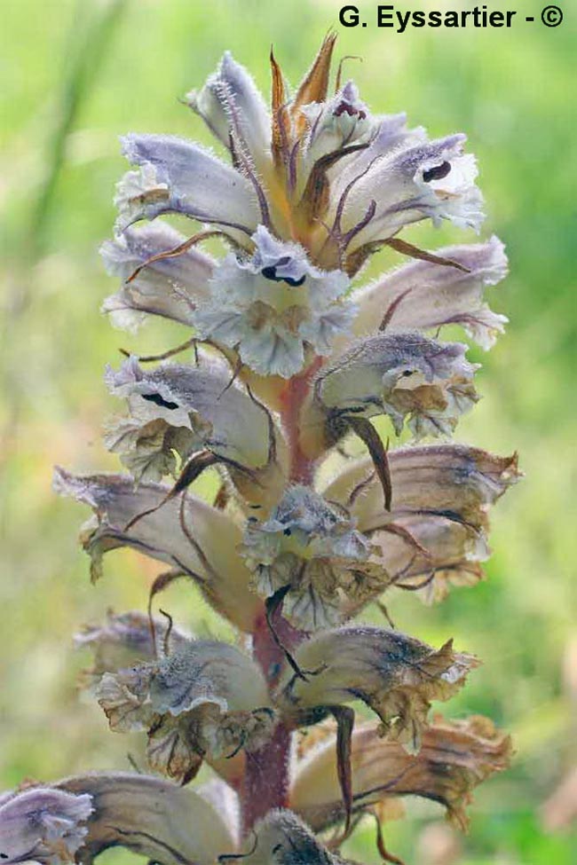 Orobanche balsensis (Orobanche loricata)