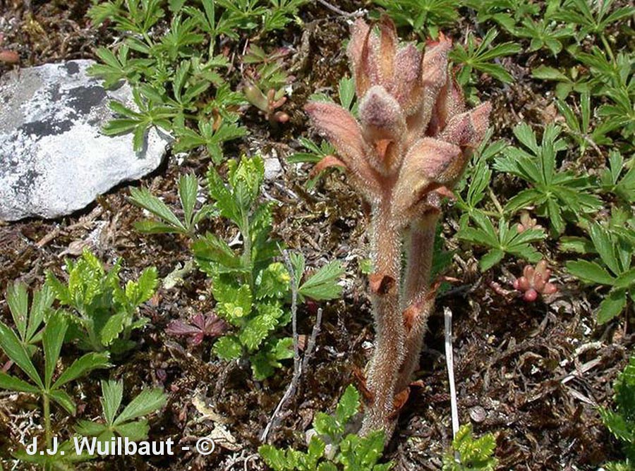 Orobanche teucrii (orobanche de la germandrée)